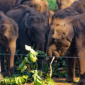 Udawalawe - Elephant Transit Home